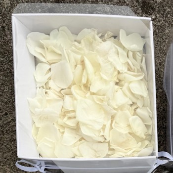 Fresh Box of white Rose Petals